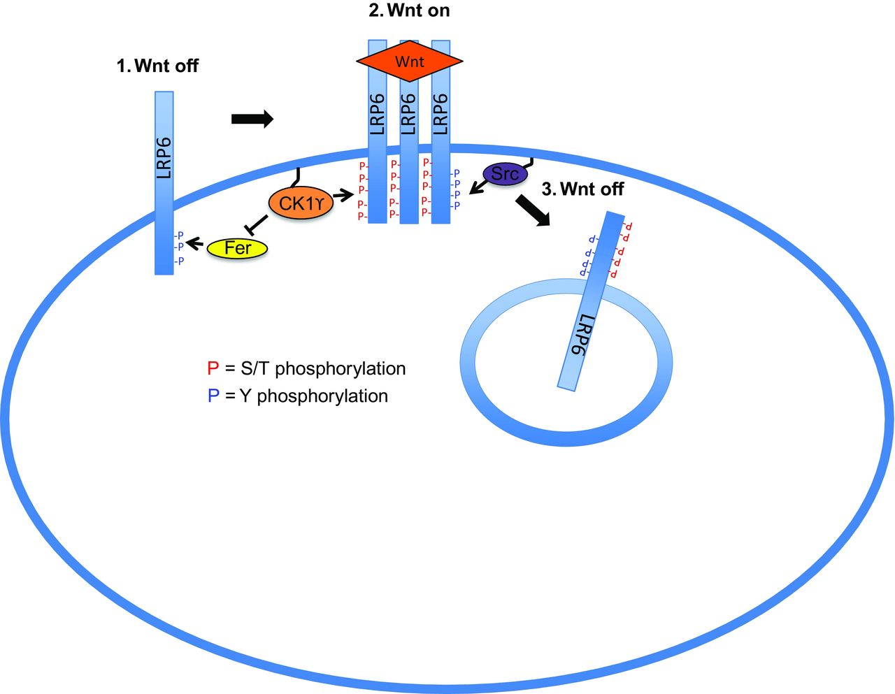 Proposed model for Src- and Fer-mediated LRP6 regulation (Figure 7. in EMBO reports 2014)