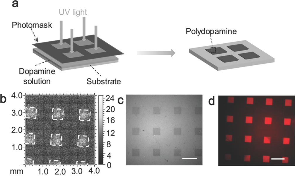 Photopatterning of Polydopamin, Advanced Materials doi: 10.1002/adma.201403709