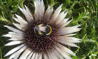 Helle Erdhummel (Bombus lucorum) auf Distel am Kreuzeck, Garmisch-Partenkirchen.