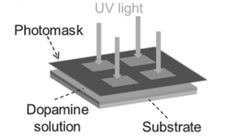 Photopatterning of Polydopamin, Advanced Materials doi: 10.1002/adma.201403709