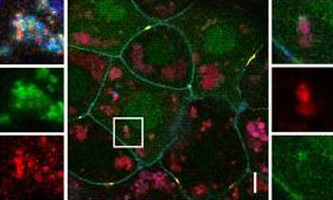 (F–I) Embryos treated with 150 nM bafilomycin A1 for 1 hour before scanning show colocalization of Wnt8 with Lrp6 (F,G) or β-Catenin (H,I). (Figure in the Journal of Cell Science 09/2014)