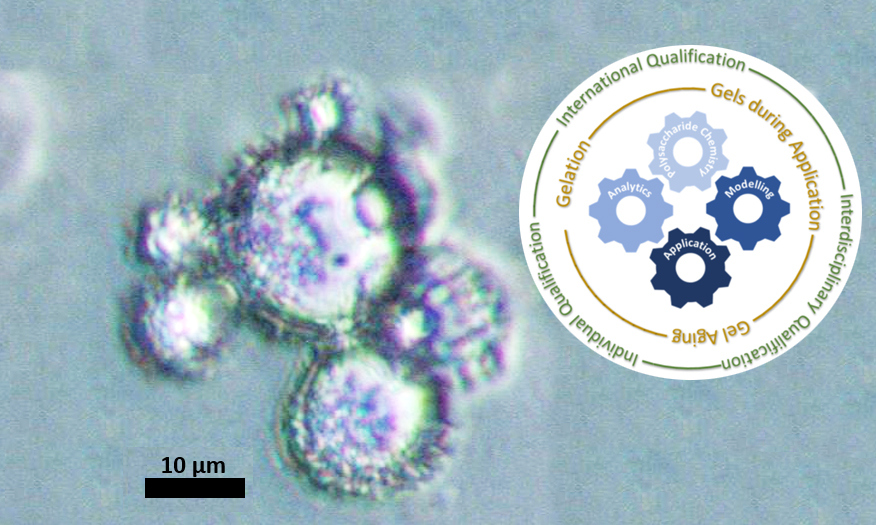New DFG-funded Research Training Group SusGel on Sustainable Hydrogels