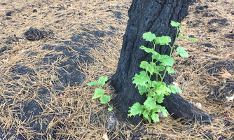 A naturally regenerated seedling of aspen growing on burned stumps of Scots pine 