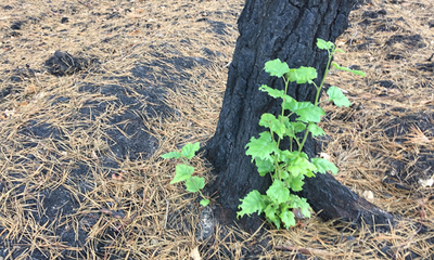 A naturally regenerated seedling of aspen growing on burned stumps of Scots pine 