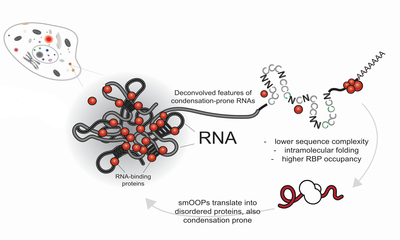 The new class of RNA, named smOOPs, was identified by their unique sequence and structural features
